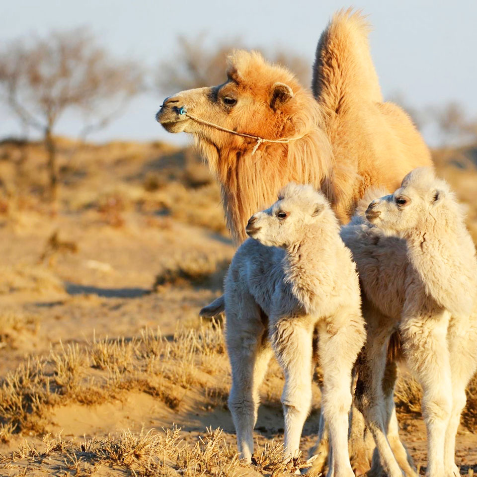 LANGYARNS Noble Nomads Babykamele in der Wüste der Mongolei